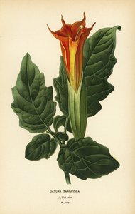 Trompette des anges rouge, Brugmansia sanguinea. Éteint.