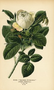 Rose Baronne Rothschild, hybride perpétuel. - Désiré Georges Jean Marie Bois