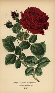 Rose Général Jacqueminot, hybride perpétuel - Désiré Georges Jean Marie Bois