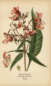 Balsamine de Royle, Impatiens roylei - Désiré Georges Jean Marie Bois