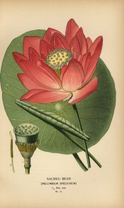 Fève sacrée ou lotus indien, Nelumbo nucifera - Désiré Georges Jean Marie Bois