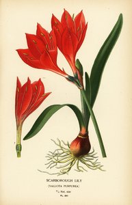 Lys de Scarborough, Cyrtanthus elatus (Vallota purpurea). Chromolithographie d