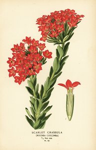 Carrula écarlate, Crassula coccinea