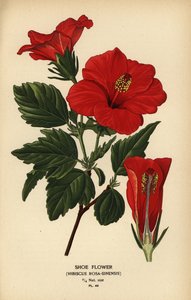 Fleur de chaussure ou rose de Chine, Hibiscus rosa-sinensis