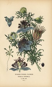 Nigelle d