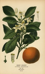 Orange douce, Citrus x aurantium - Désiré Georges Jean Marie Bois