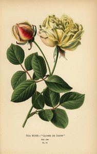 Hybride de rose thé, Gloire de Dijon, Rosa × odorata - Désiré Georges Jean Marie Bois