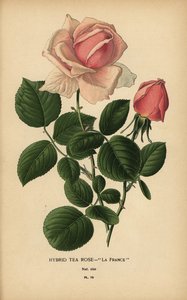 Rose hybride, La France, Rosa × odorata - Désiré Georges Jean Marie Bois