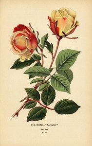 Hybride de rose thé, Safrano, Rosa × odorata - Désiré Georges Jean Marie Bois
