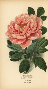 Pivoine arbustive, Paeonia moutan