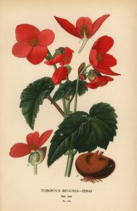 Bégonia tubéreux hybride