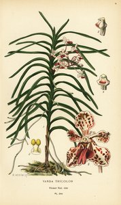 Orchidée Vanda tricolor. Chromolithographie d