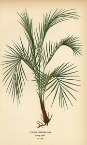 Palmier de Weddell, Lytocaryum weddellianum, jeune plante (Cocos weddeliana). Chromolithographie d