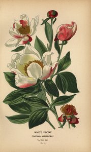 Pivoine blanche, Paeonia lactiflora - Désiré Georges Jean Marie Bois