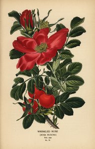 Rose rugueuse, Rosa rugosa - Désiré Georges Jean Marie Bois