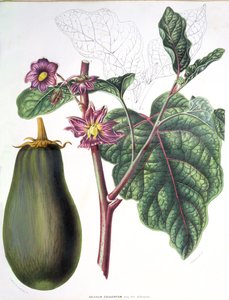 Aubergine, planche botanique de Flore des Jardins du Royame des Pays-Bas par A. W. Sythoff, 1860 - Dutch School
