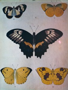 Papillons - Dutch School