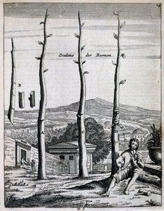 Arbres fruitiers, de De Nederlandze Hesperides par Jan Commelin, publié en 1676 - Dutch School