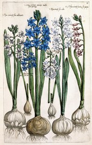 Jacinthes, 1631-1647 - Dutch School
