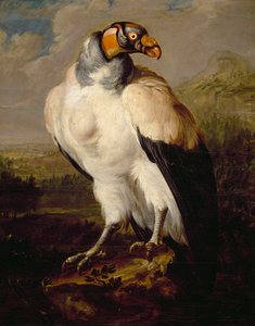 Vautour royal