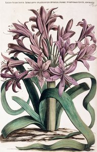 Lillio-Narcissus, 1697-1701 - Dutch School