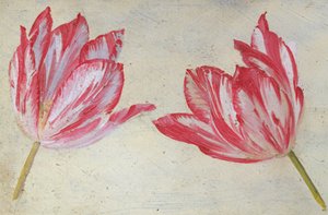 Études de tulipes, vers 1830