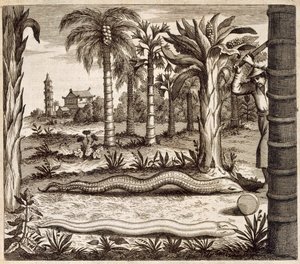 Le serpent de pierre, de China Illustrated par Athanasius Kircher (1601-80) 1667 - Dutch School