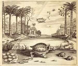 Éclosion des œufs de tortue, de China Illustrated par Athanasius Kircher (1601-80) 1667