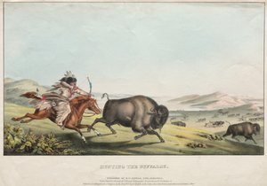 Chasse au Bison
