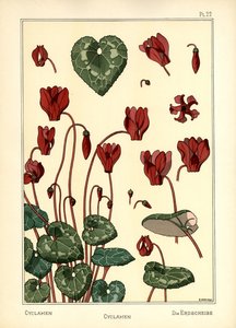 Le Cyclamen - E. Hervegh