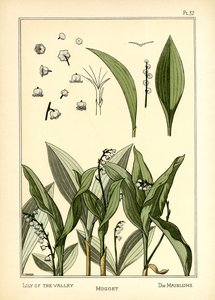 Le Muguet