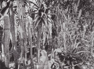 Jardins de Kew, vers 1900 (photo n/b) - E. J. Wallis