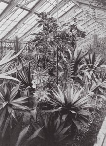 Kew Gardens, vers 1900 - E. J. Wallis