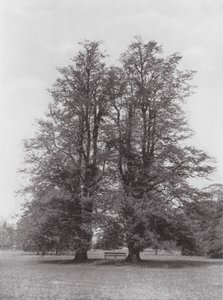 Jardins de Kew, vers 1900