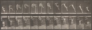 Locomotion animale. Une enquête électro-photographique sur les phases consécutives de l
