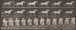 Locomotion animale. Une enquête électro-photographique des phases consécutives des animaux - Eadweard Muybridge