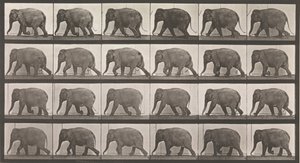 Locomotion animale. Une enquête électro-photographique sur les phases consécutives de l