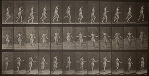 Locomotion animale, Planche 174 - Eadweard Muybridge