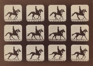 Attitudes des animaux en mouvement - Eadweard Muybridge