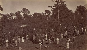 Récolte de café, Las Nubes-Guatemala - Eadweard Muybridge