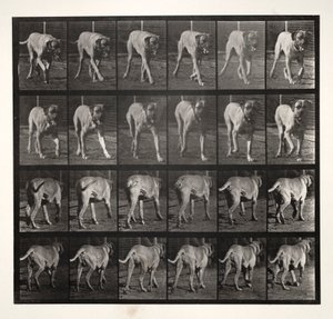 Dread Trotting, 1887 - Eadweard Muybridge
