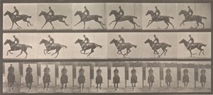 [Cheval et cavalier au galop], 1883-86, imprimé en 1887 - Eadweard Muybridge