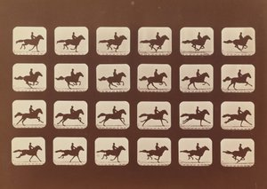 Chevaux. Courant. Phyrne L. No. 40, 1879 - Eadweard Muybridge