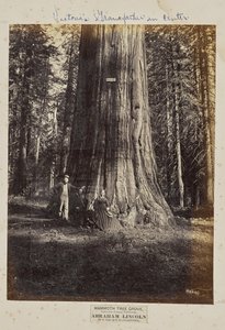Mammoth Tree Grove, comté de Calaveras, Californie. Abraham Lincoln. 320 pieds de haut, 54 pieds de circonférence - Eadweard J. Muybridge