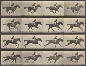 Numéro de planche 626. Gallop, jument baie pur-sang, Annie G. - Eadweard Muybridge