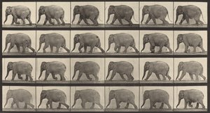 Numéro de plaque 733. Éléphant marchant, 1887 - Eadweard Muybridge