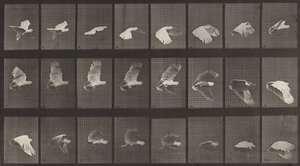 Planche numéro 758. Cacatoès en vol, 1887 - Eadweard Muybridge