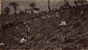 Plantation de café à Antigua de Guatemala, 1875, publié en 1877 - Eadweard Muybridge