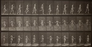 Locomotion animale, planche 174 - Eadweard Muybridge