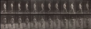 Locomotion animale, planche 467 - Eadweard Muybridge